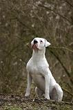 DOGUE ARGENTIN 482